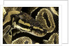 Python regius (royal python, ball python) by Anonymous