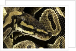 Python regius (royal python, ball python) by Anonymous