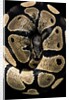 Python regius (royal python, ball python) by Anonymous