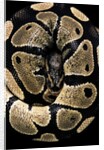 Python regius (royal python, ball python) by Anonymous