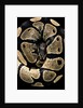 Python regius (royal python, ball python) by Anonymous