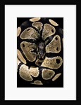 Python regius (royal python, ball python) by Anonymous