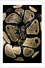 Python regius (royal python, ball python) by Anonymous
