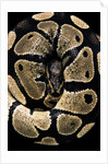 Python regius (royal python, ball python) by Anonymous