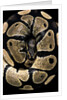 Python regius (royal python, ball python) by Anonymous