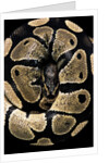 Python regius (royal python, ball python) by Anonymous