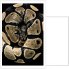 Python regius (royal python, ball python) by Anonymous
