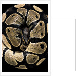 Python regius (royal python, ball python) by Anonymous