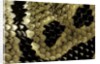 Python regius (royal python, ball python) - scales by Anonymous