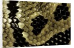 Python regius (royal python, ball python) - scales by Anonymous