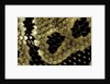Python regius (royal python, ball python) - scales by Anonymous