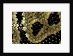 Python regius (royal python, ball python) - scales by Anonymous