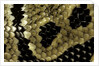 Python regius (royal python, ball python) - scales by Anonymous