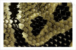 Python regius (royal python, ball python) - scales by Anonymous