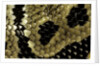 Python regius (royal python, ball python) - scales by Anonymous