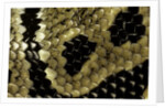 Python regius (royal python, ball python) - scales by Anonymous