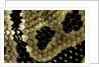 Python regius (royal python, ball python) - scales by Anonymous