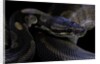 Python regius f. melanistic (royal python, ball python) by Anonymous