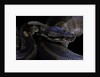 Python regius f. melanistic (royal python, ball python) by Anonymous