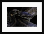 Python regius f. melanistic (royal python, ball python) by Anonymous