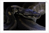 Python regius f. melanistic (royal python, ball python) by Anonymous