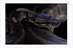 Python regius f. melanistic (royal python, ball python) by Anonymous