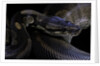 Python regius f. melanistic (royal python, ball python) by Anonymous