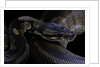 Python regius f. melanistic (royal python, ball python) by Anonymous