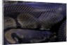 Python regius f. melanistic (royal python, ball python) by Anonymous