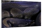 Python regius f. melanistic (royal python, ball python) by Anonymous