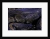 Python regius f. melanistic (royal python, ball python) by Anonymous
