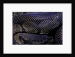Python regius f. melanistic (royal python, ball python) by Anonymous