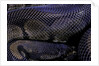 Python regius f. melanistic (royal python, ball python) by Anonymous