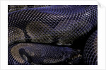 Python regius f. melanistic (royal python, ball python) by Anonymous