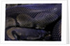 Python regius f. melanistic (royal python, ball python) by Anonymous