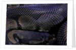 Python regius f. melanistic (royal python, ball python) by Anonymous