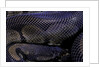 Python regius f. melanistic (royal python, ball python) by Anonymous