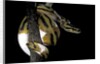 Python regius f. piebald (royal python, ball python) by Anonymous