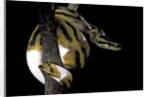 Python regius f. piebald (royal python, ball python) by Anonymous