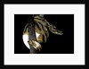 Python regius f. piebald (royal python, ball python) by Anonymous
