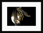 Python regius f. piebald (royal python, ball python) by Anonymous