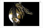 Python regius f. piebald (royal python, ball python) by Anonymous