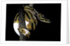 Python regius f. piebald (royal python, ball python) by Anonymous