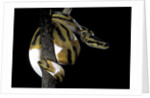 Python regius f. piebald (royal python, ball python) by Anonymous