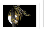 Python regius f. piebald (royal python, ball python) by Anonymous