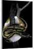 Python regius f. piebald (royal python, ball python) by Anonymous