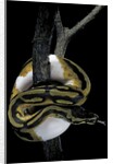 Python regius f. piebald (royal python, ball python) by Anonymous
