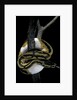 Python regius f. piebald (royal python, ball python) by Anonymous