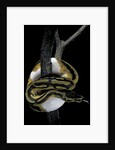 Python regius f. piebald (royal python, ball python) by Anonymous