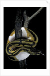 Python regius f. piebald (royal python, ball python) by Anonymous